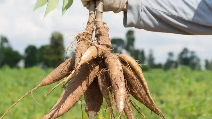 Harga Singkong per KG Hari Ini