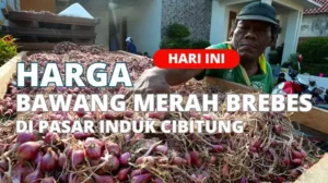 Harga Bawang Merah Brebes Hari Ini Pasar Induk Cibitung