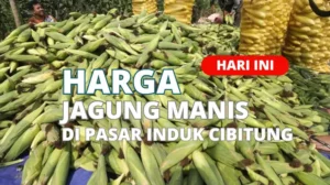 Harga Jagung Manis Pasar Induk Cibitung Terbaru