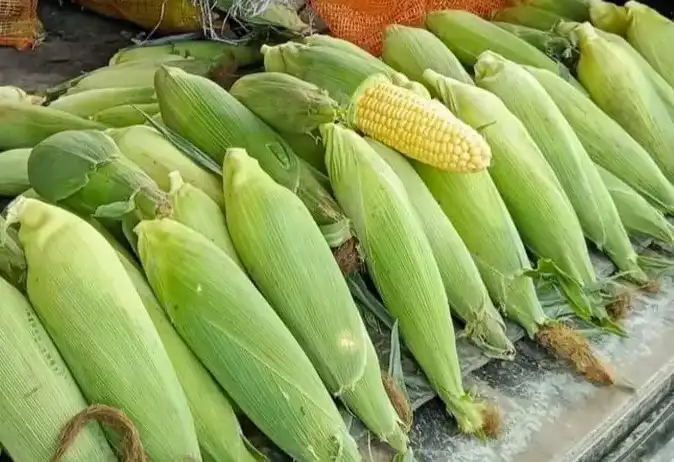 Harga Jagung Manis Pasar Induk Cibitung