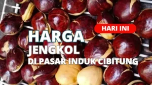 Harga Jengkol Di Pasar Induk Cibitung Terbaru