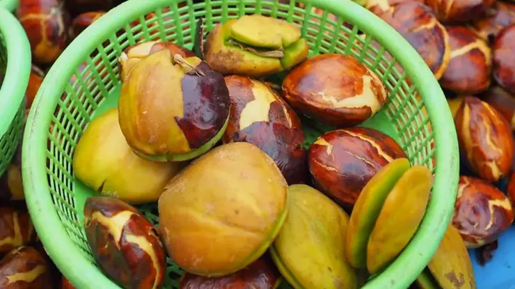 Harga Jengkol Di Pasar Induk Cibitung