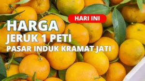 Harga Jeruk 1 Peti Di Pasar Induk Kramat Jati