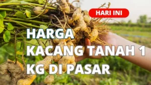 Harga Kacang Tanah 1 Kg di Pasar Terbaru