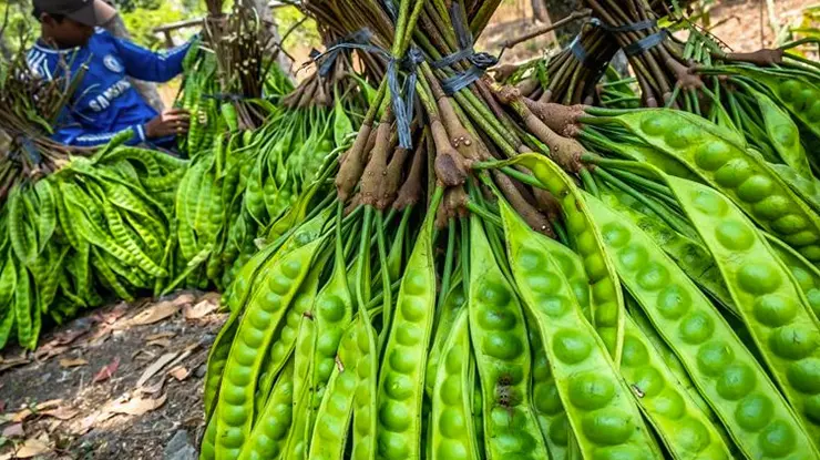 Harga Petai di Pasar Induk Kramat Jati Hari Ini