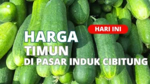 Harga Timun Di Pasar Induk Cibitung Terbaru