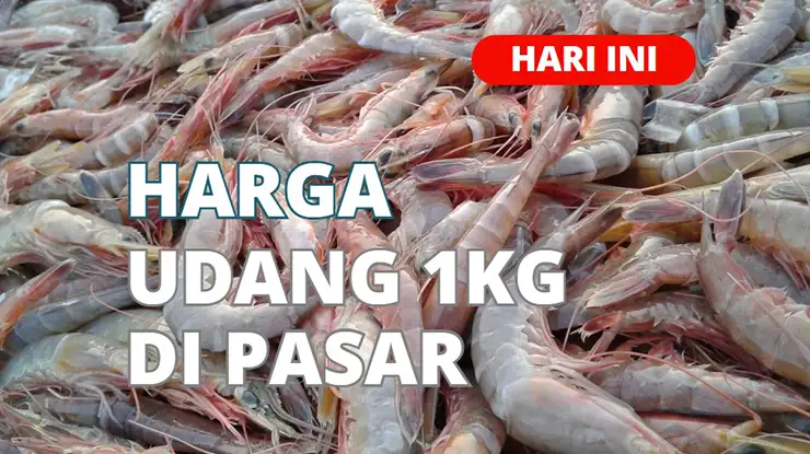 Harga Udang 1kg Di Pasar Terbaru Hari Ini