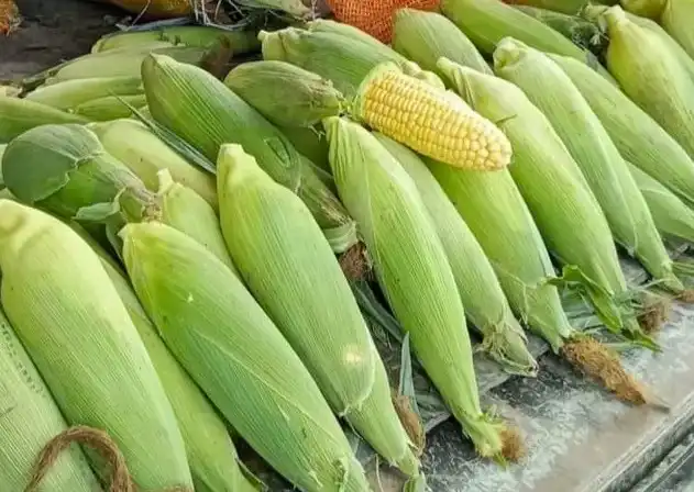 Jagung Manis