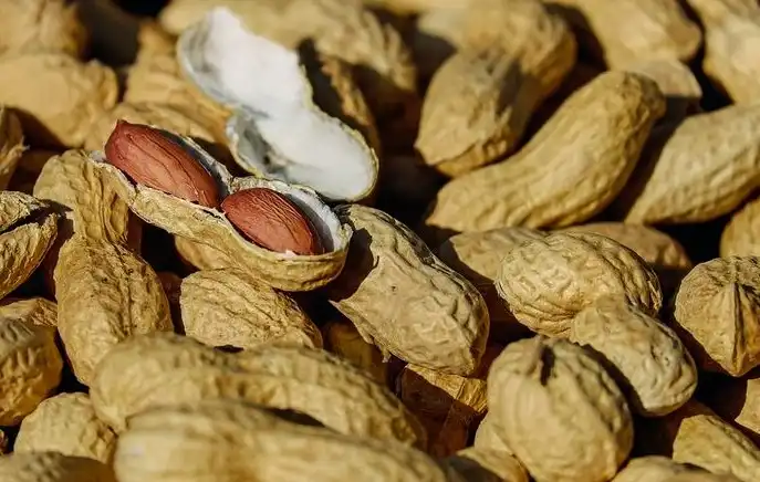 Kacang Tanah Biasa